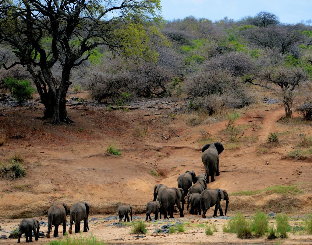 Steps to Building an Elephant Electic Fence